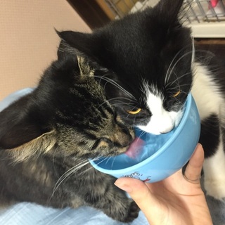 ２匹飼っていただける方