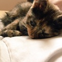 至急！とっても甘えん坊な可愛い子猫です。