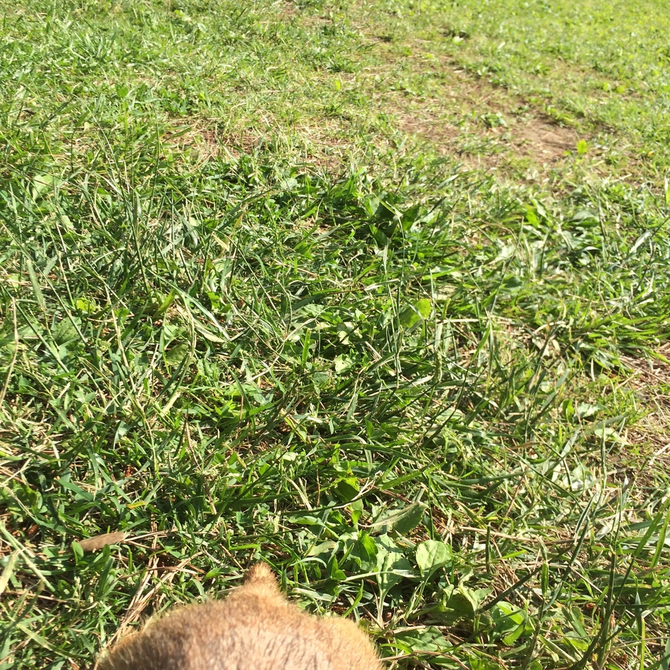 もものカバー写真