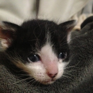 キレイなハチワレの雄猫「ジュロ君」の里親様募集！