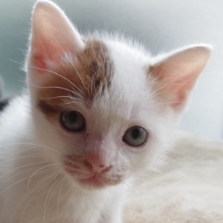 丸顔が可愛い雄猫「ジュナ君」の里親様募集！