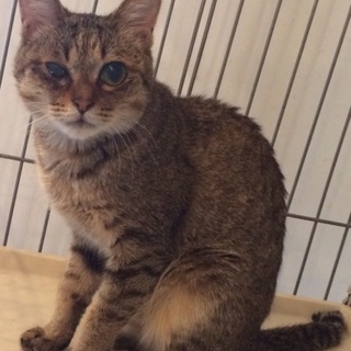 キジ柄の甘えっ子