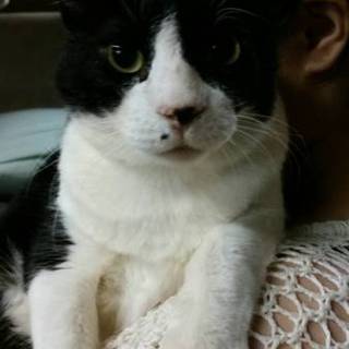 代理掲載・部長さん