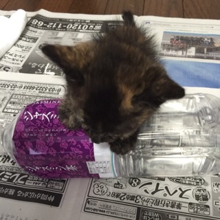 子猫ちゃんの里親さま探してます(>_<)！！！！！