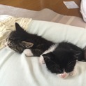 【2匹同時飼育希望】里親募集