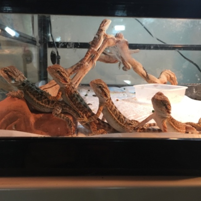 MYUAのカバー写真