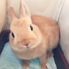ますえこちゃん