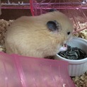 キンクマ