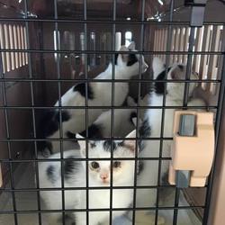 親子猫退院☆まもなく譲渡会デビュー