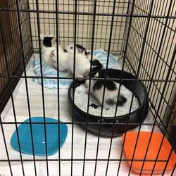 アニマルライブの猫ハウス紹介-1