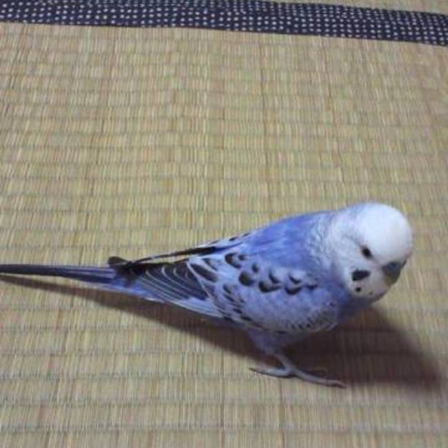 てかごぼのカバー写真