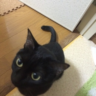 6歳の超甘えたさん。鍵尻尾です！