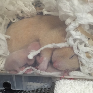 クマ子生後12日目の我が子に授乳中 2016.5.19