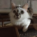 多頭飼い現場の子です！