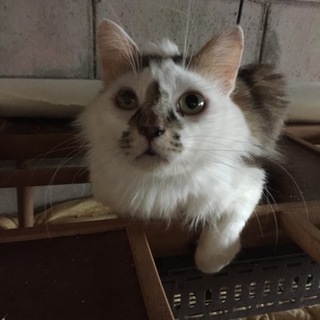 多頭飼い現場の子です！
