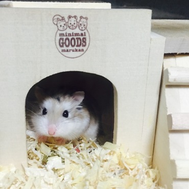 お家からこんにちわ。