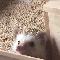 マール