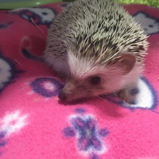 人に慣れています ハリネズミくん