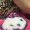 人に慣れています ハリネズミくん サムネイル2