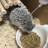 人に慣れています ハリネズミくん サムネイル3