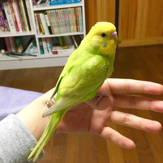 里親様決定しました！ありがとうございました。