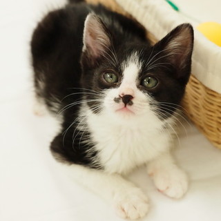 抱っこゴロゴロ～ニャンコだよ