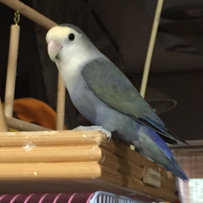 はいんつのカバー写真