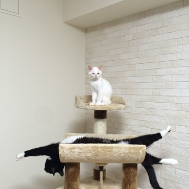 はなまる「おにいちゃ～ん、なにしてるの～？」クック「背泳ぎでリオ五輪を目指すの！練習！練習！」