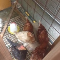 もみじ 里親さん決まりました。