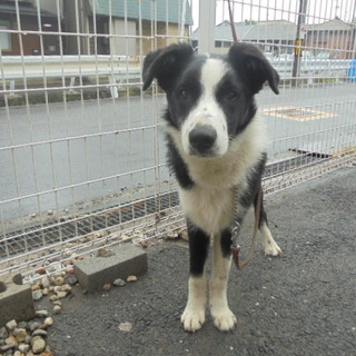 小柄で穏やかなボーダーコリー