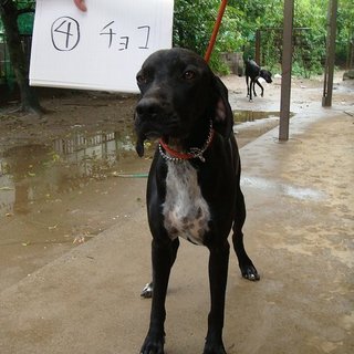至急！ポインターチョコちゃんの里親様募集します！