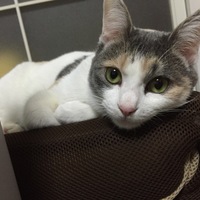 シロン
