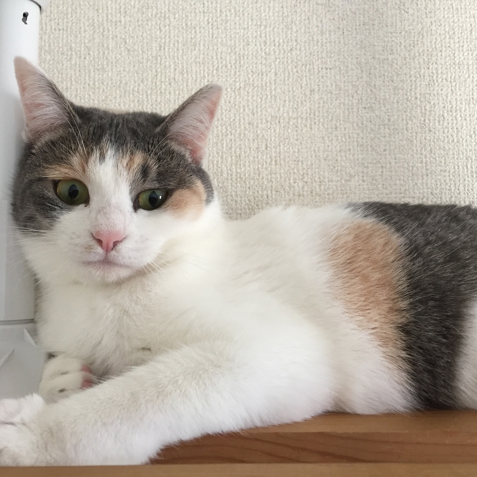 シロンのカバー写真