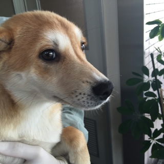 【決定】尻尾フリフリ柴風♀♪