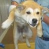 【決定】尻尾フリフリ柴風♀♪ サムネイル3