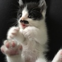 おひげが特徴の子猫♡