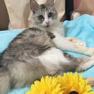 タタ　おとなしくて抱っこ大好きです