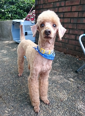 トイプードル シャルル 茨城県 犬の里親募集 ペットのおうち 月間利用者150万人 トイプードル シャルル 茨城県 犬の里親募集 ペットのおうち 月間利用者150万人