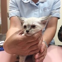 里親募集します。