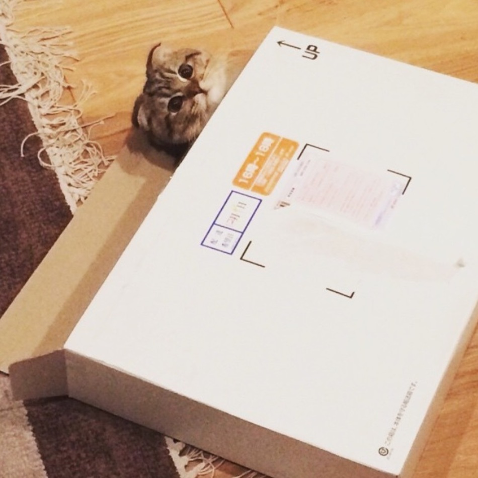 レオのカバー写真