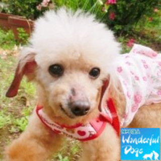 「ムース」　♀