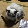 ダンボール大好き