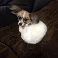 ララ