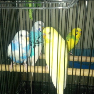 里親が決まりました。