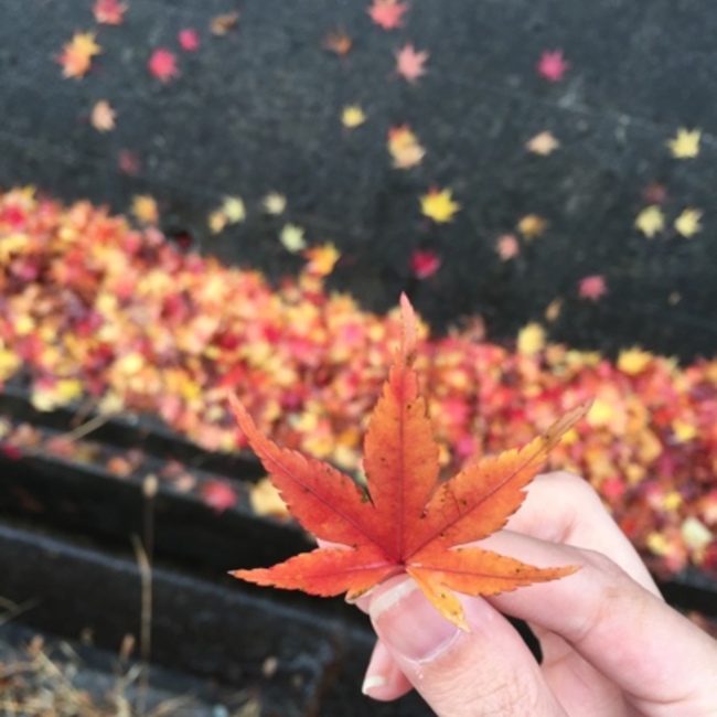 いいちゅんのカバー写真