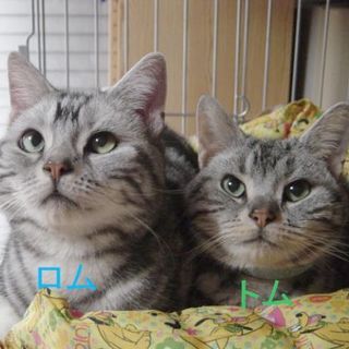 アメリカンショートヘア兄弟　ロムちゃんとトムちゃん