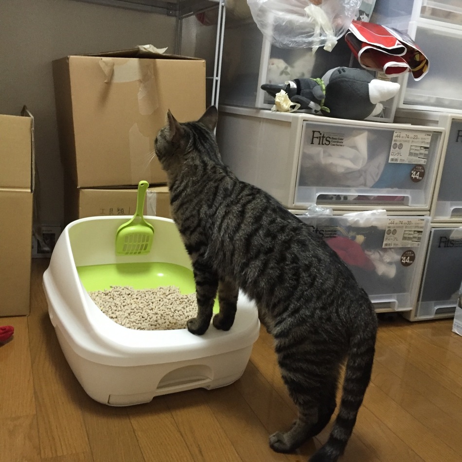 黒虎のカバー写真