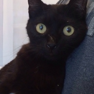 黒猫チエちゃん