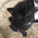 人懐こい黒猫ちゃんの里親になって下さい