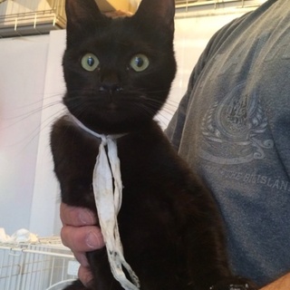 白リボンの黒猫ちゃん